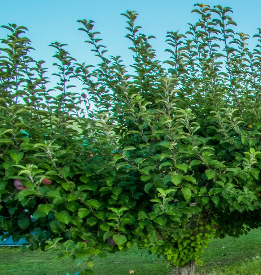 PriddyGoodFruit005_JPG (1)