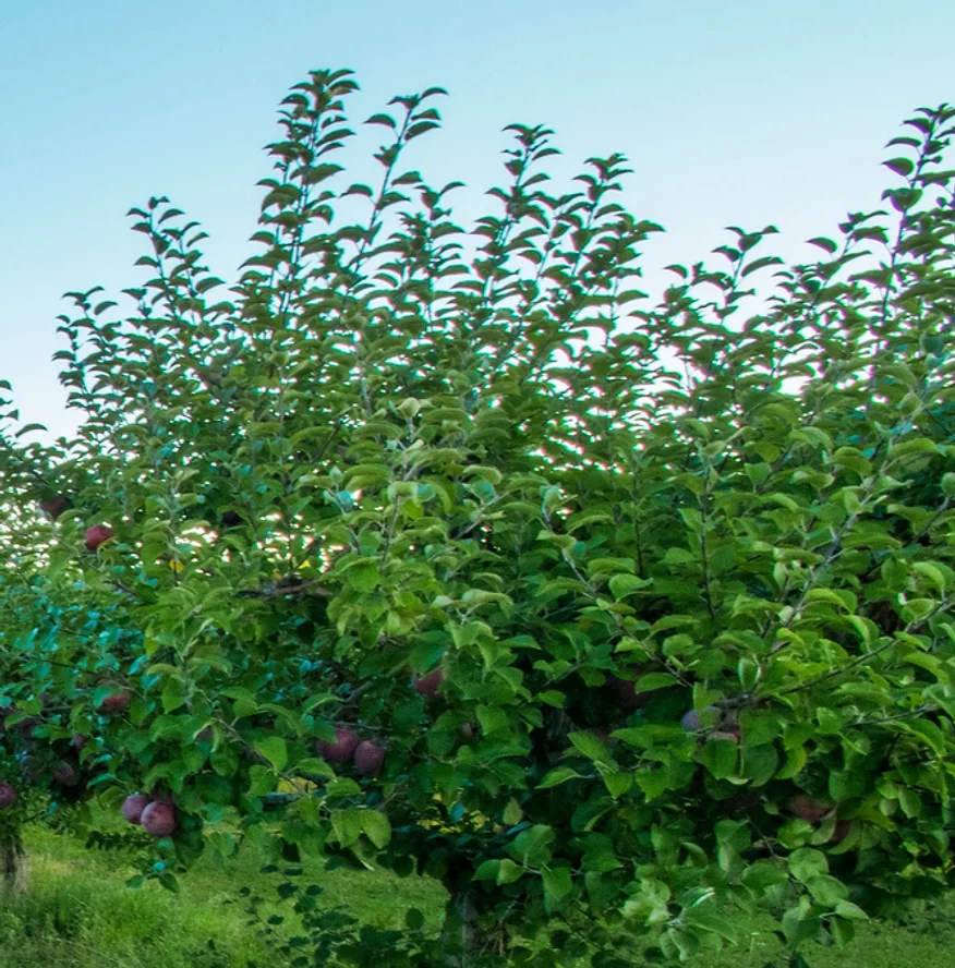 PriddyGoodFruit005_JPG (3)